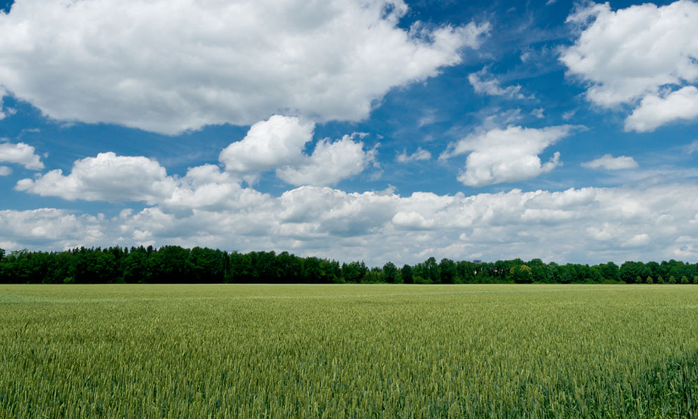 Field and Blue Sky
